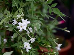Maybe you would like to learn more about one of these? How To Grow Jasmine Bbc Gardeners World Magazine