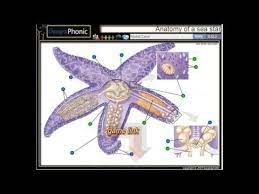 Anatomy Of A Sea Star Star Anatomy Starfish Anatomy Starfish Star Sea Gonads Tube Feet Gills Madreporite Ring Animal Quiz Sea Star Anatomy