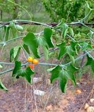 Image result for Eureiandra eburnea