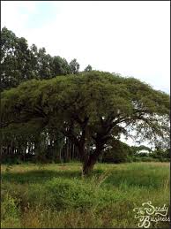 Image result for Acacia sieberiana