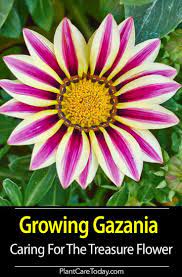 Gazania Flower Care Growing Gazanias The Treasure Plant How To South African Flowers South African Plants Gazania Flowers