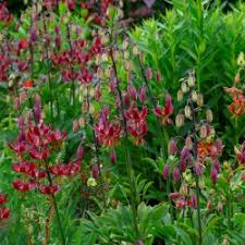 Image result for Lilium martagon `Arabian Night`