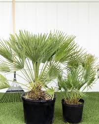 Chamaerops Humilis European Fan Palm Mediterranean Fan Palm Plantvine