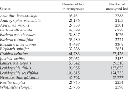 Image result for Neuracanthus africanus