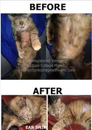 Petani atau sp) merupakan sebuah bandar yang terbesar di negeri kedah darul aman berbanding alor setar. Neutering Aid For 1 Cat In Sungai Petani Nurul Najwa Bt Amer S Animalcare