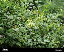 Image result for Microglossa