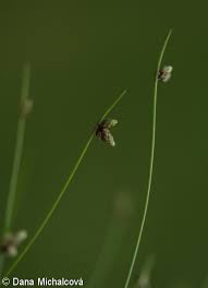 Image result for Isolepis setacea