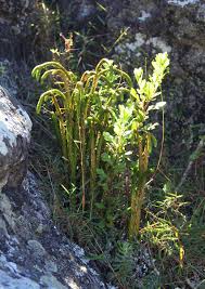 Image result for Huperzia gnidioides