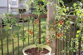 Growing tomatoes in containers also allows you to take full advantage of the best available microclimates. Growing Tomatoes In Pots Bonnie Plants