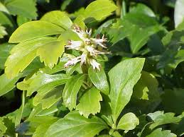 Leaves of pachysandra ground cover grayscale. Pachysandra Wikipedia