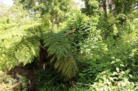 Image result for Cyathea dregei