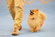Obedience Run-thru at Port Chester Obedience Training Club