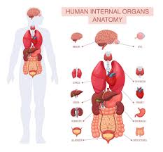 Image result for internal organs