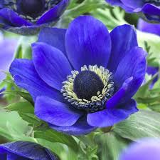 Image result for Anemone transvaalensis