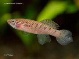 Image result for Aphanocalyx richardsiae