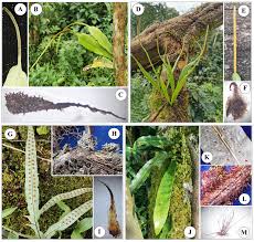 Image result for Lepisorus schraderi