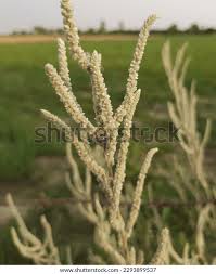 Image result for Aerva javanica