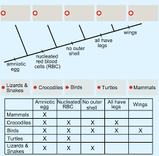 The traits anorganism displays are ultimatelydetermined by the genes it inherited from its parents, in other words a gene is a sequences of nucleotides on one strand of a dna molecule. Cladistics Advanced Ck 12 Foundation