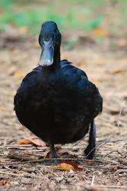 Black And Yellow Duckling Purelypoultry Cayuga Duck Breeds Pet Birds