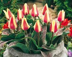 Kedua corak dan corak percuma untuk pembelian boleh didapati. Macam Macam Bunga Tulip Dan Manfaatnya Alihamdan Id