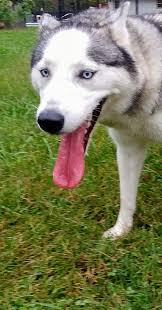 Wanda m caudle on free chihuahua puppies craigslist. Husky Puppies For Adoption In Indiana