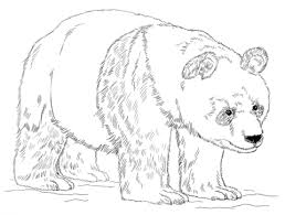 Oso Panda Para Colorear