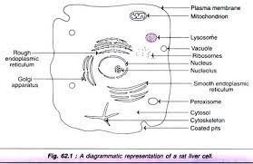 The stellate fat storing cell. Rat Liver Cell Biological Activity Cell Life