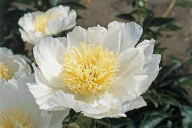 We did not find results for: 15 Beautiful Varieties Of Peony