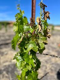 Tablas Creek Vineyard Blog: Frost damage and recovery... and damage and  recovery