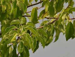 Image result for Excoecaria bussei