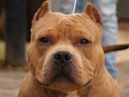 The apbt has maintained a characteristic appearance and temperament for over 100 years. American Bully Coat And Color Bullystvshow