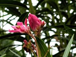 Image result for Apocynaceae subfamilies Apocynoideae and Rauvolfioideae
