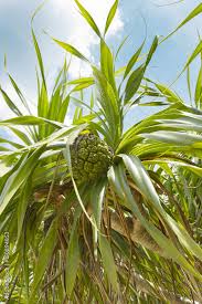 Image result for Pandanus odoratissimus