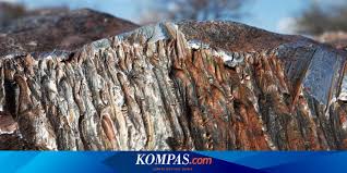 Lowongan kerja lowongan kerja gaji pt dongsung mulsan tambun terbaruapcaribbeancom terbaru maret 2021, terimakasih telah mengirim lamaran pada lowongan kerja gaji pt dongsung mulsan tambun terbaruapcaribbeancom terbaru maret 2021 diatas, untuk melihat lowongan kerja. Pengusaha Kami Ingin Industri Smelter Sinergi Dengan Industri Hilir