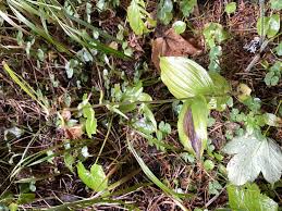 Image result for Epipactis africana