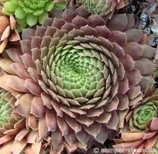Sempervivum Faramir Pflanzen Kakteen Und Sukkulenten Garten Pflanzen