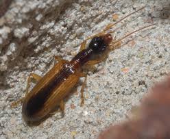 Image result for Leptoderris burundiensis