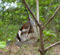 Image result for Cordia torrei