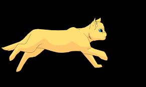 Https Encrypted Tbn0 Gstatic Com Images Q Tbn And9gcrnjhe3akohnpww9szlymjevxqk1ul Fkjclw Usqp Cau Homepage / animals / purring and sleeping are just a small part of all cats skills.
