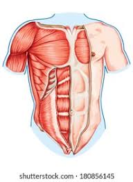 Maybe you would like to learn more about one of these? Pectoralis Major Muscle Muscles Chest Thorax Stock Vector Royalty Free 180856145