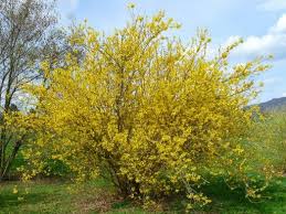 Forsycja Plants Forsythia Plant Database
