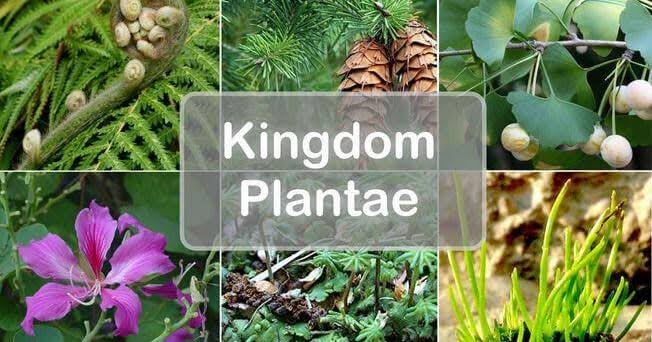 Kingdom Plantae