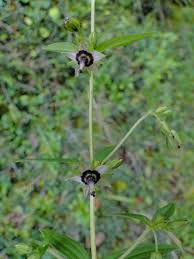 Image result for Swertia erosula