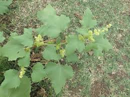 Image result for Leucas sexdentata