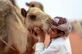 Most of that money goes toward fuel and airline salaries. Saudis Boot 15 000 Camels To Qatar Milk That Barron S