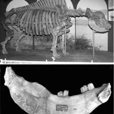 Показаны 13 файлов из 13, находящихся в. Elasmotherium Sibiricum Fischer 1809 1 The Skeleton Of The Sibirian Download Scientific Diagram