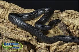 When you visit our website, we store cookies on your browser to collect information. King Snake Care Sheet Reptiles By Mack