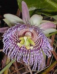 Image result for Passiflora ligularis