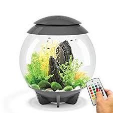 Betta fish are also known as siamese fighting fish, and for good reason: Top 15 Best Betta Fish Tanks In 2020