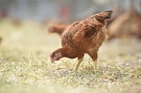 Le virus a été détecté dans au moins 23 pays. Grippe Aviaire La Bretagne Placee En Risque Eleve